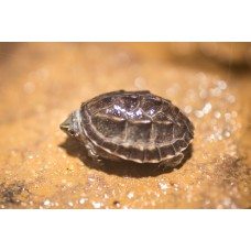 Tortuga almizclada - Stemotherus odoratus